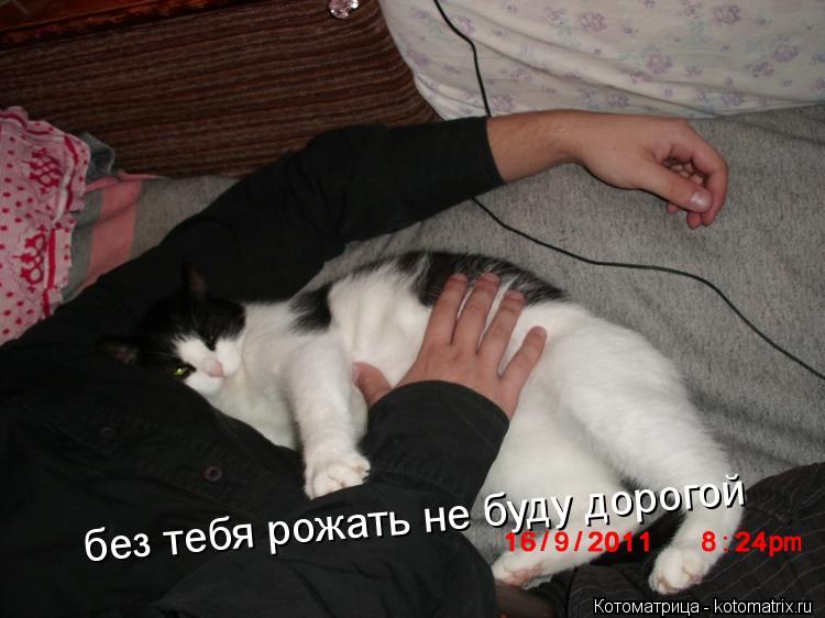 Котоматрица: без тебя рожать не буду дорогой