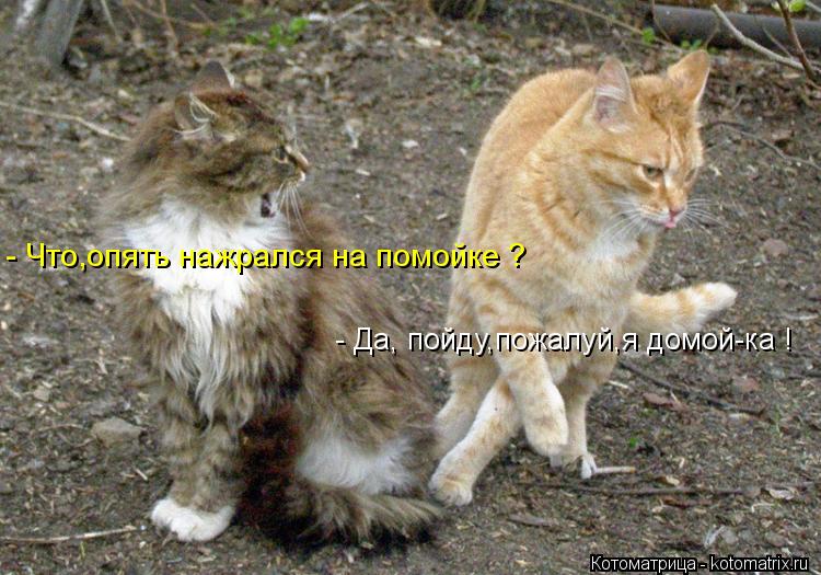 Котоматрица: - Что,опять нажрался на помойке ? - Да, пойду,пожалуй,я домой-ка !