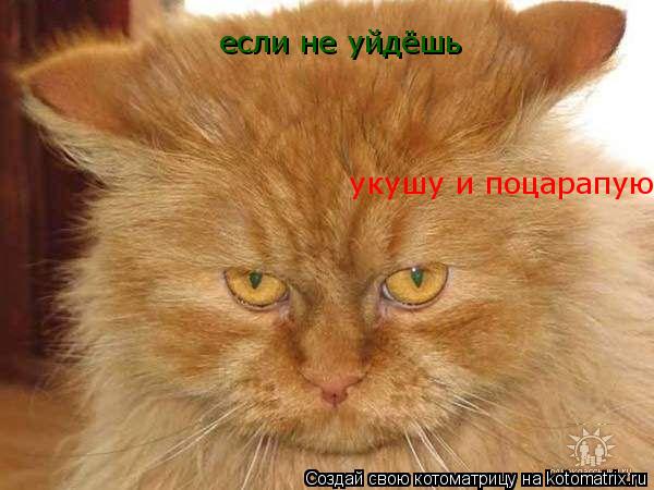 Котоматрица: если не уйдёшь укушу и поцарапую