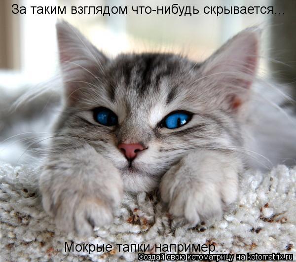 Котоматрица: За таким взглядом что-нибудь скрывается... Мокрые тапки например...