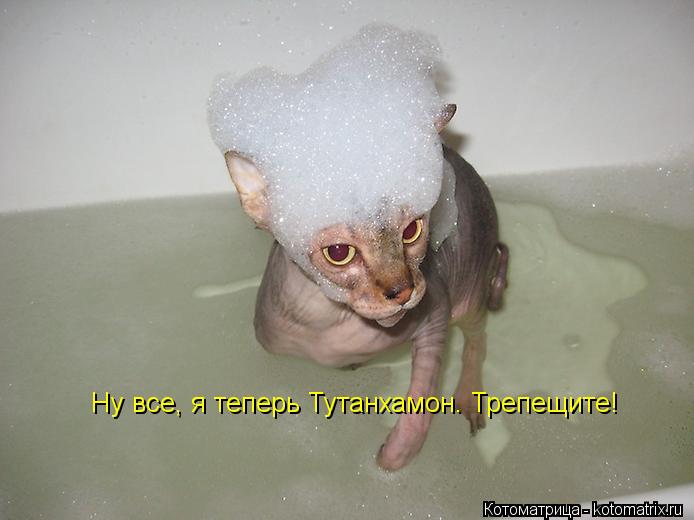 Котоматрица: Ну все, я теперь Тутанхамон. Трепещите!
