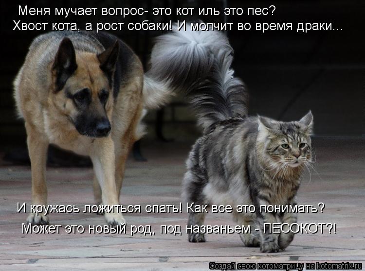 Котоматрица: Меня мучает вопрос- это кот иль это пес? Хвост кота, а рост собаки! И молчит во время драки... И кружась ложиться спать! Как все это понимать? Мо