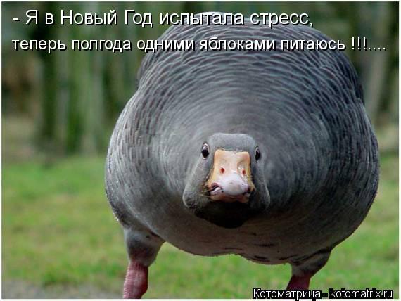 - Я в Новый Год испытала стресс, теперь полгода одними яблоками питаюсь !!!....... Котоматрица: - Я в Новый Год испытала стресс, теперь полгода одними яблоками питаюсь !!!....