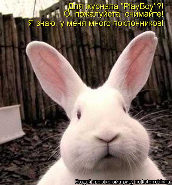 Для журнала "PlayBoy"?! О, пожалуйста, снимайте! Я знаю, у меня много поклонников!... Котоматрица: Для журнала "PlayBoy"?! О, пожалуйста, снимайте! Я знаю, у меня много поклонников!