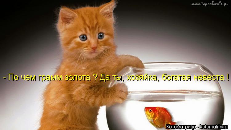 - По чем грамм золота ? Да ты, хозяйка, богатая невеста !... Котоматрица: - По чем грамм золота ? Да ты, хозяйка, богатая невеста !