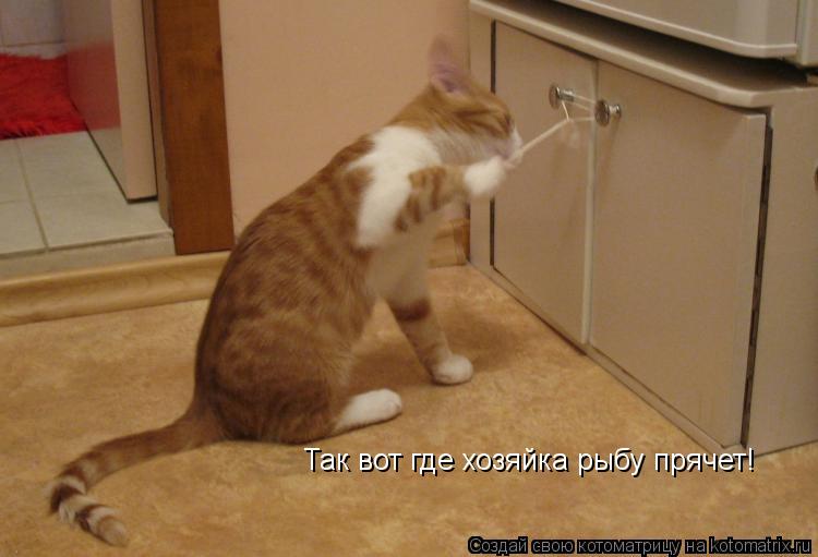 Котоматрица: Так вот где хозяйка рыбу прячет!