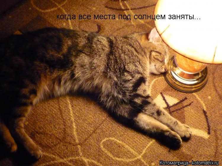 Котоматрица: когда все места под солнцем заняты...