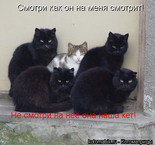 Котоматрица: Смотри как он на меня смотрит! Не смотри на неё она наша кет!