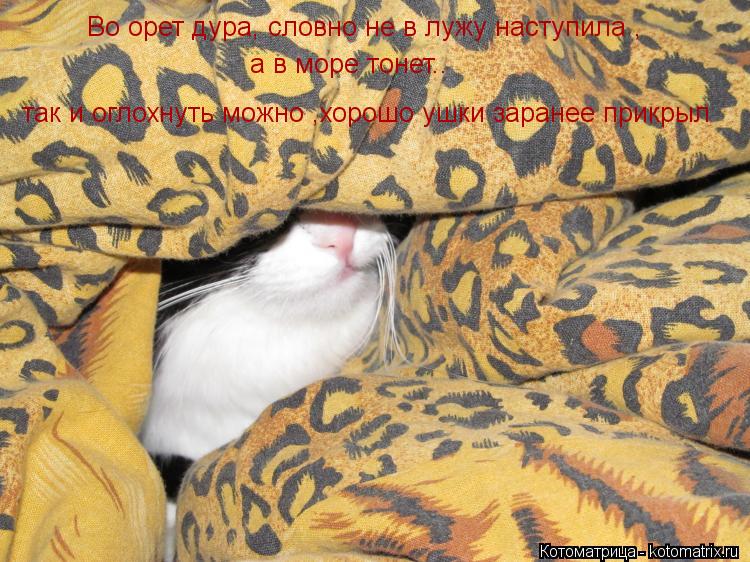 Котоматрица: Во орет дура, словно не в лужу наступила ,  а в море тонет.. так и оглохнуть можно ,хорошо ушки заранее прикрыл
