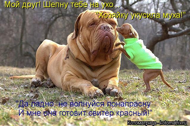 Мой друг! Шепну тебе на ухо... "Хозяйку укусила муха!" "Да ладно, не волнуйся понапрасну И мне она го... Котоматрица: Мой друг! Шепну тебе на ухо... "Хозяйку укусила муха!" "Да ладно, не волнуйся понапрасну И мне она готовит свитер красный!"