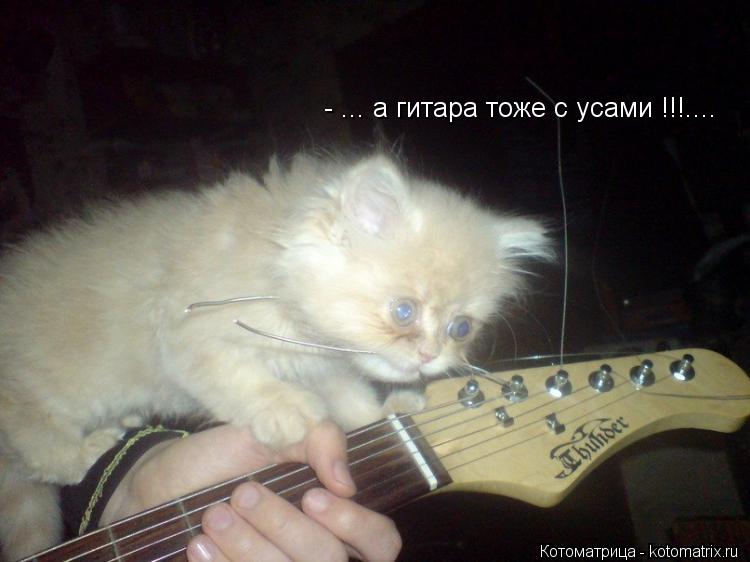 Котоматрица: - ... а гитара тоже с усами !!!....