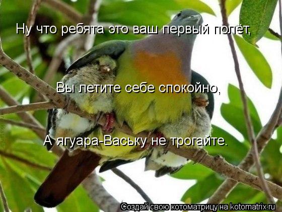 Ну что ребята это ваш первый полёт, Вы летите себе спокойно, А ягуара-Ваську не трогайте.... Котоматрица: Ну что ребята это ваш первый полёт, Вы летите себе спокойно, А ягуара-Ваську не трогайте.