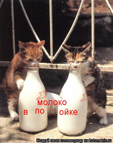 по ойке в молоко... Котоматрица: по ойке в молоко