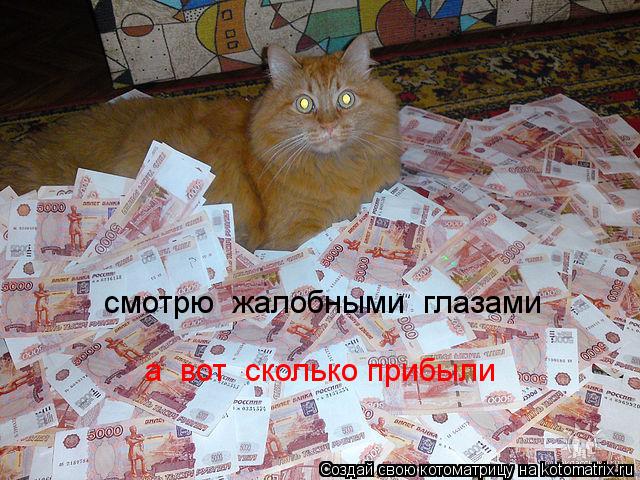 Котоматрица: смотрю  жалобными  глазами а  вот  сколько прибыли