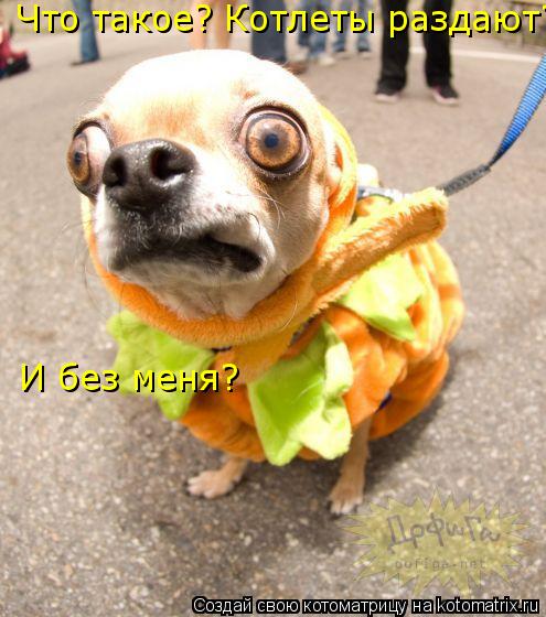 Котоматрица: Что такое? Котлеты раздают? И без меня?