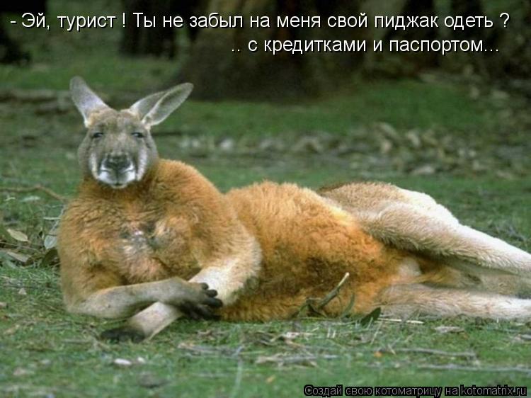 Котоматрица: - Эй, турист ! Ты не забыл на меня свой пиджак одеть ? .. с кредитками и паспортом...