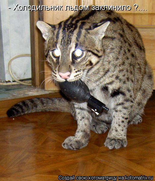 Котоматрица: - Холодильник льдом заклинило ?....