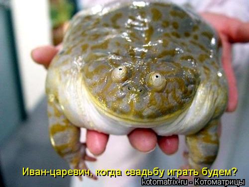 Котоматрица: Иван-царевич, когда свадьбу играть будем?
