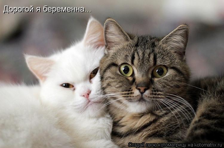 Котоматрица: Дорогой я беременна...