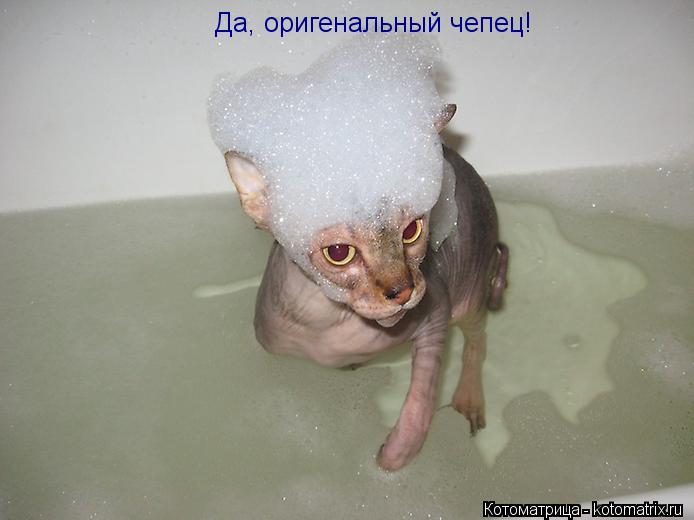 Котоматрица: Да, оригенальный чепец!