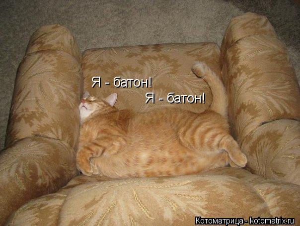 Я - батон! Я - батон!... Котоматрица: Я - батон! Я - батон!