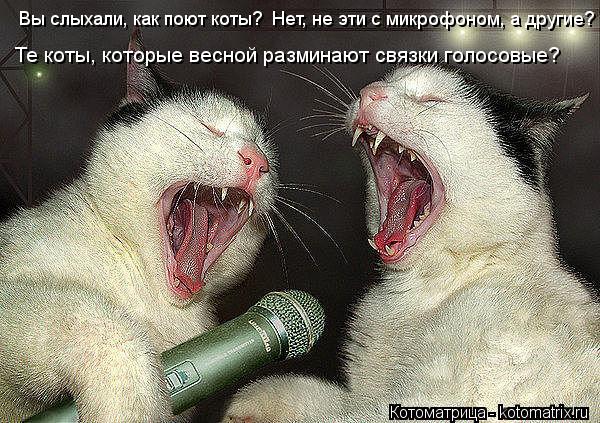 Вы слыхали, как поют коты? Нет, не эти с микрофоном, а другие? Те коты, которые весной разминают связ... Котоматрица: Вы слыхали, как поют коты? Нет, не эти с микрофоном, а другие? Те коты, которые весной разминают связки голосовые?