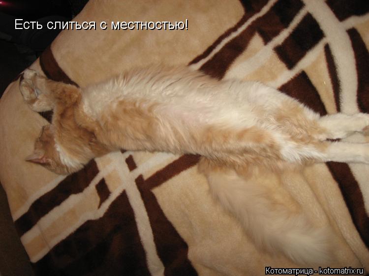 Котоматрица: Есть слиться с местностью!