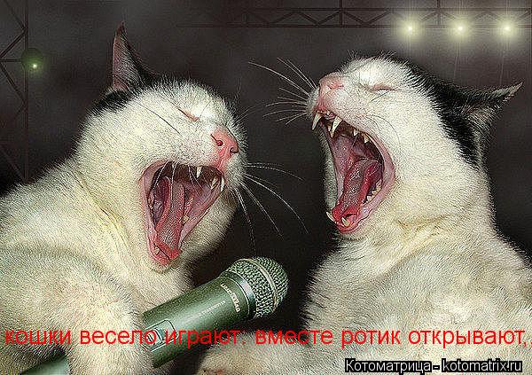 Котоматрица: кошки весело играют: вместе ротик открывают,,,