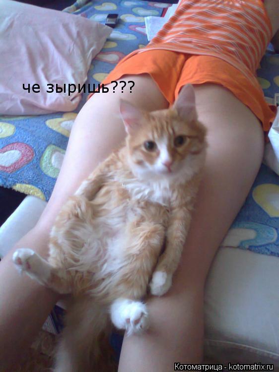 Котоматрица: че зыришь???