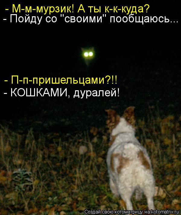 Котоматрица: - М-м-мурзик! А ты к-к-куда? - Пойду со "своими" пообщаюсь... - П-п-пришельцами?!! - КОШКАМИ, дуралей!