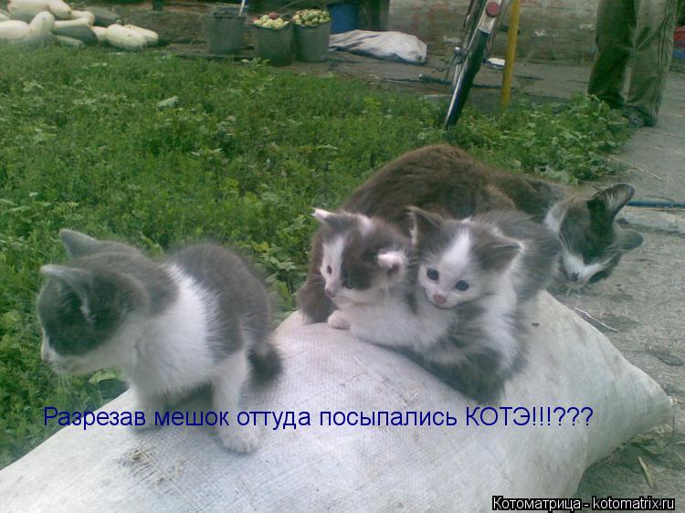 Котоматрица: Разрезав мешок оттуда посыпались КОТЭ!!!???
