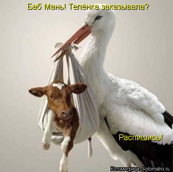Котоматрица: Баб Мань! Телёнка заказывала? Распишись!