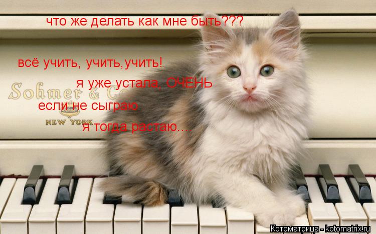 Котоматрица: что же делать как мне быть??? всё учить, учить,учить! я уже устала, ОЧЕНЬ если не сыграю я тогда растаю....