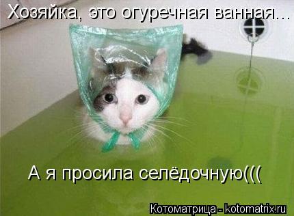 Котоматрица: Хозяйка, это огуречная ванная... А я просила селёдочную(((