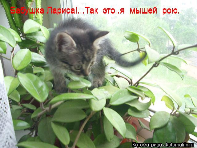 Котоматрица: Бабушка Лариса!...Так  это..я  мышей  рою. Бабушка Лариса!...Так  это..я  мышей  рою.
