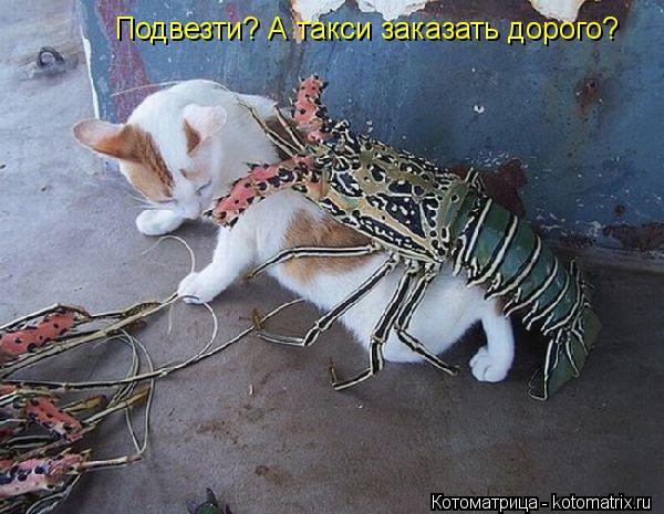 Котоматрица: Подвезти? А такси заказать дорого?
