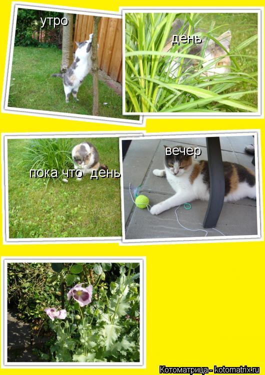 Котоматрица: утро день пока что  день вечер