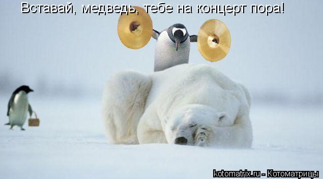 Вставай, медведь, тебе на концерт пора!... Котоматрица: Вставай, медведь, тебе на концерт пора!