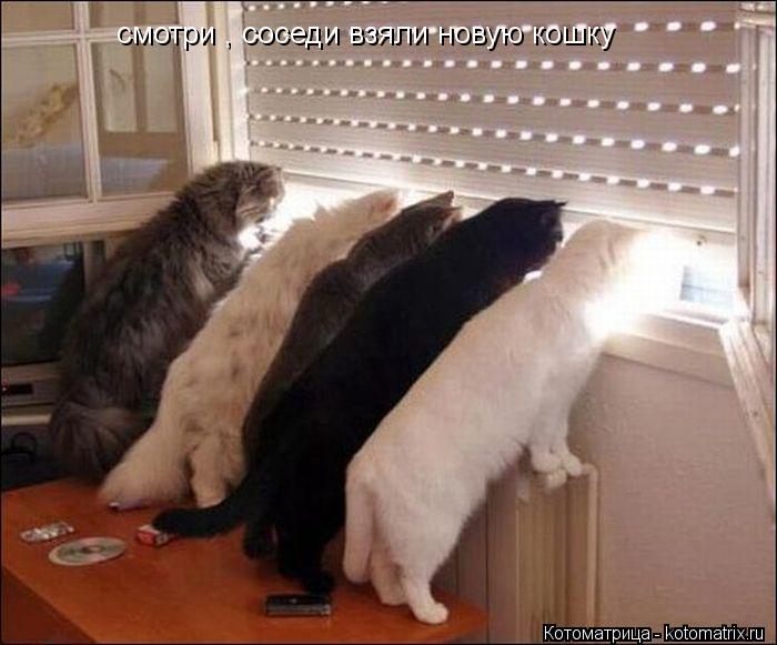 Котоматрица: смотри , соседи взяли новую кошку