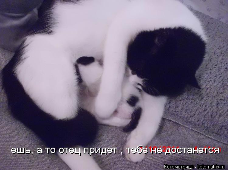 Котоматрица: ешь, а то отец придет , тебе не достанется