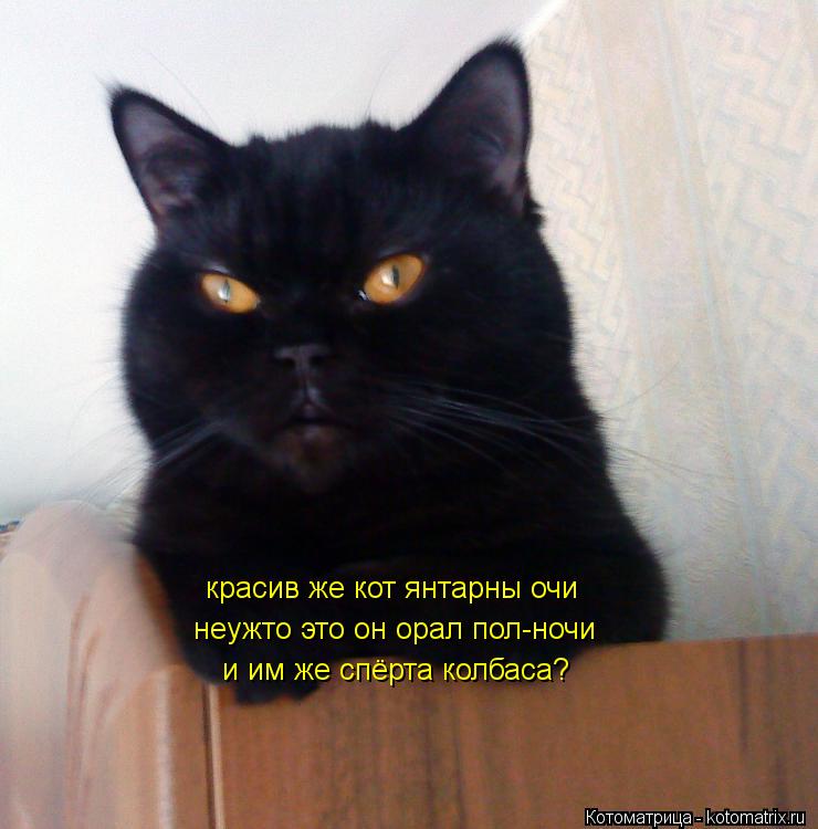 Котоматрица: красив же кот янтарны очи неужто это он орал пол-ночи и им же спёрта колбаса?