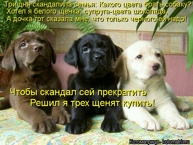 Котоматрица: Три дня скандалила семья: Какого цвета брать собаку? Хотел я белого щенка, супруга-цвета шоколада, Чтобы скандал сей прекратить Решил я трех