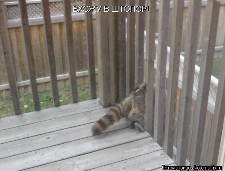 Котоматрица: ВХОЖУ В ШТОПОР! ВХОЖУ В ШТОПОР!