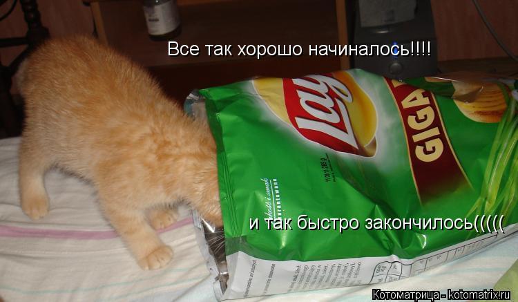 Котоматрица: Все так хорошо начиналось!!!! и так быстро закончилось(((((