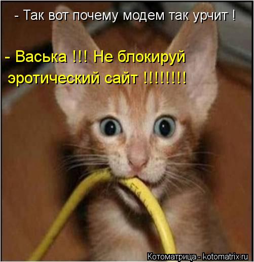 Котоматрица: - Так вот почему модем так урчит ! - Васька !!! Не блокируй  эротический сайт !!!!!!!!