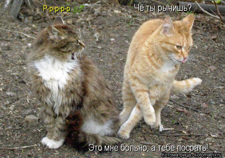 Котоматрица: Р-р-р-р-р Чё ты рычишь? Это мне больно, а тебе посрать!