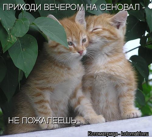 Котоматрица: ПРИХОДИ ВЕЧЕРОМ НА СЕНОВАЛ -                                                НЕ ПОЖАЛЕЕШЬ