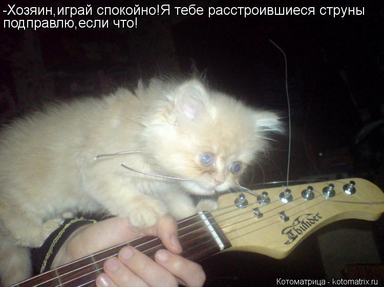 Котоматрица: -Хозяин,играй спокойно!Я тебе расстроившиеся струны подправлю,если что!