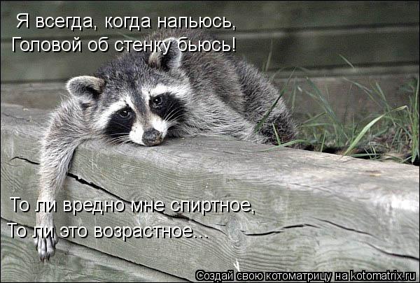 Котоматрица: Я всегда, когда напьюсь, Головой об стенку бьюсь! То ли вредно мне спиртное, То ли это возрастное...