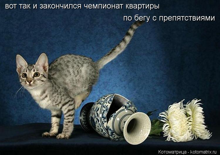 вот так и закончился чемпионат квартиры по бегу с препятствиями... Котоматрица: вот так и закончился чемпионат квартиры по бегу с препятствиями